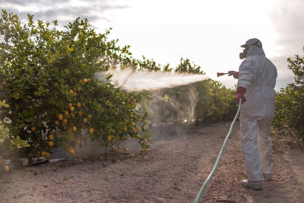 Best Ant Control Services  in Stigler, OK