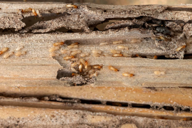 Stigler, OK Pest Control Company